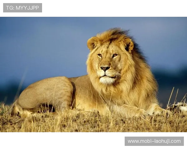 Lion King 老虎机在线娱乐平台，安全稳定的环境让你尽情享受非洲狮子王的魅力